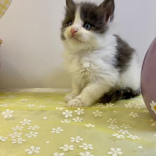 chaton Maine coon blue bicolor BALLERINA CAPPUCINA Chatterie des 7'N Rock blue bicolor