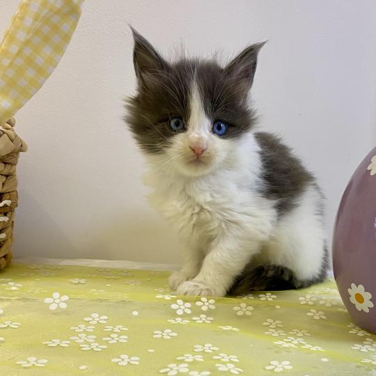 chaton Maine coon blue bicolor BALLERINA CAPPUCINA Chatterie des 7'N Rock blue bicolor