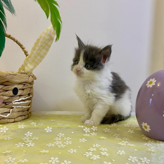 chaton Maine coon blue bicolor BALLERINA CAPPUCINA Chatterie des 7'N Rock blue bicolor