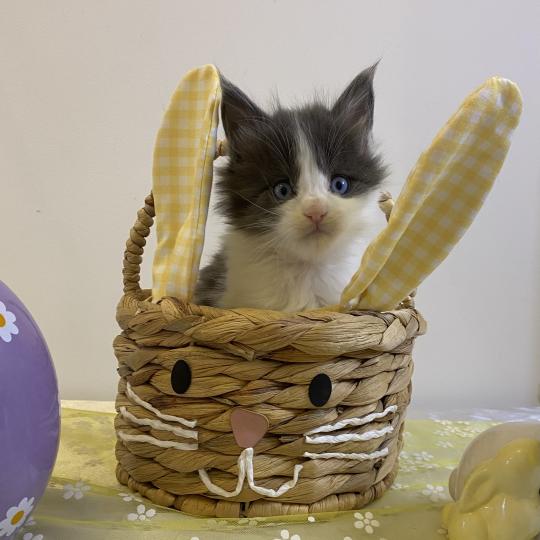 chaton Maine coon blue bicolor BALLERINA CAPPUCINA Chatterie des 7'N Rock blue bicolor