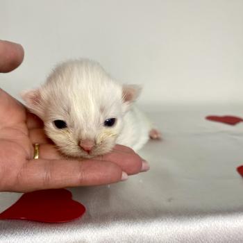 BOBA PANDA Mâle Maine coon