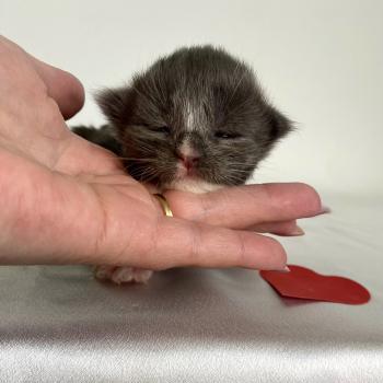 BOMBARDINO CROCODILO Mâle Maine coon