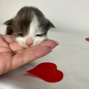 BRAINROT Femelle Maine coon