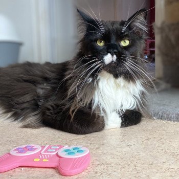 U'CARTOON CAT Mâle Maine coon