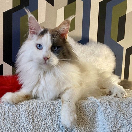 chat Maine coon blue tortie & blanc arlequin Ultime ondée Chatterie des 7'N Rock blue tortie & blanc arlequin