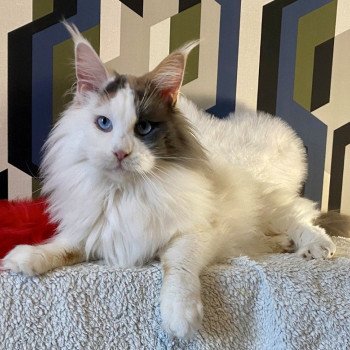 Ultime ondee Femelle Maine coon