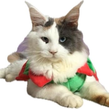 Chatterie des 7'N Rock