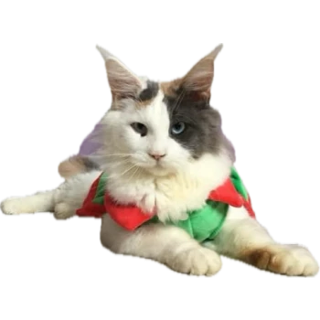 Chatterie des 7'N Rock