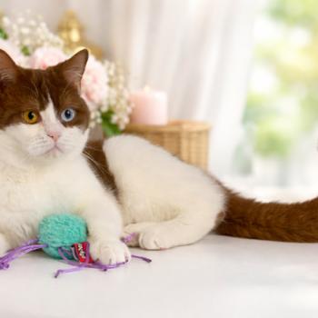 Chatterie des 7'N Rock