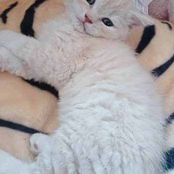 Wasabi des Félins de Terenga Des Félins de Terenga Mâle Selkirk Rex