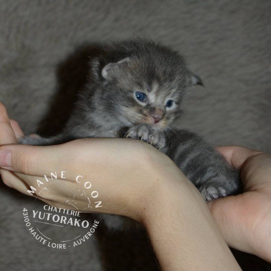 AINU YUTORAKO Mâle Maine coon