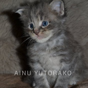 AINU YUTORAKO Yutorako Mâle Maine coon