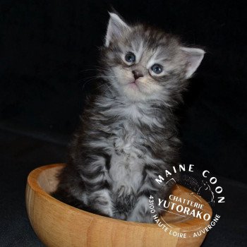 AKIRA Mâle Maine coon