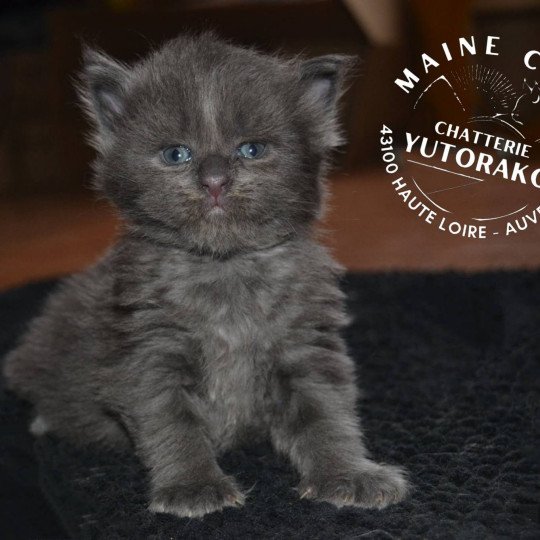 ARALE Femelle Maine coon