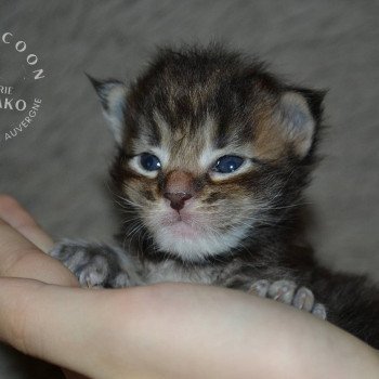 ARIU YUTORAKO Mâle Maine coon