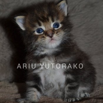 ARIU YUTORAKO Yutorako Mâle Maine coon