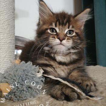 ARIU YUTORAKO Yutorako Mâle Maine coon