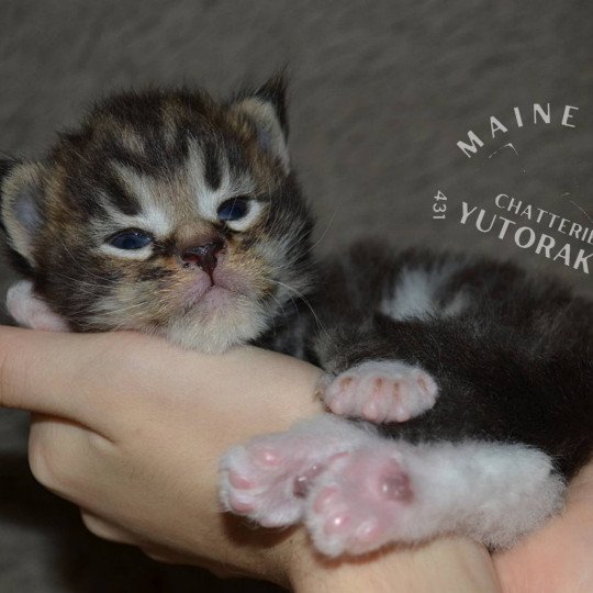 ARSU YUTORAKO Mâle Maine coon