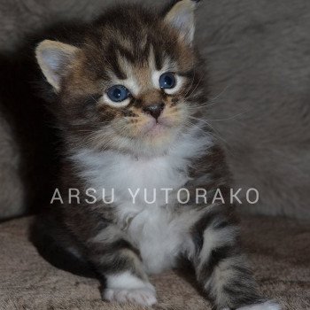 ARSU YUTORAKO Yutorako Mâle Maine coon