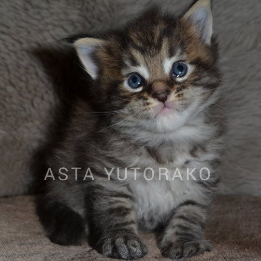 ASTA YUTORAKO Yutorako Femelle Maine coon
