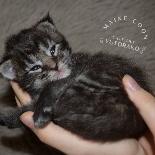 ATSA YUTORAKO Femelle Maine coon