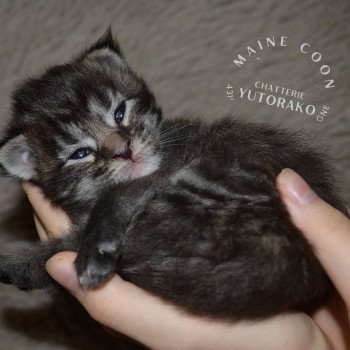 ATSA YUTORAKO Femelle Maine coon