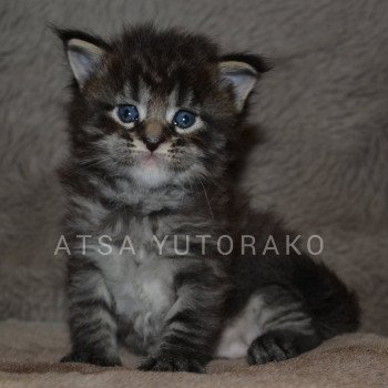 ATSA YUTORAKO Yutorako Femelle Maine coon