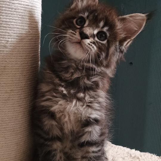 chaton Maine coon brown spotted tabby ATSA YUTORAKO Chatterie Yutorako brown spotted tabby