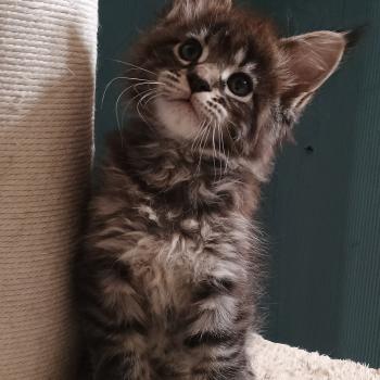 ATSA YUTORAKO Yutorako Femelle Maine coon