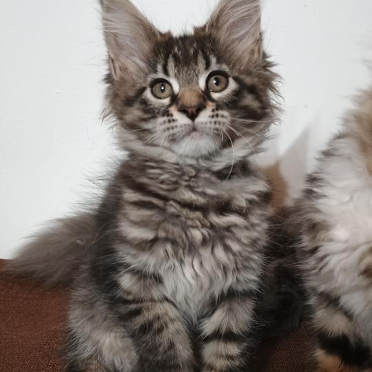 chaton Maine coon brown spotted tabby ATSA YUTORAKO Chatterie Yutorako brown spotted tabby