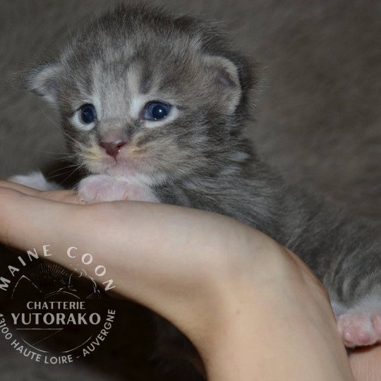 AYI YUTORAKO Mâle Maine coon