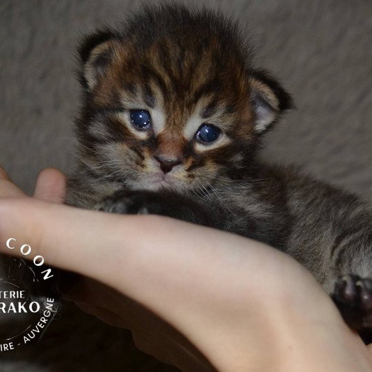 AYU YUTORAKO Mâle Maine coon
