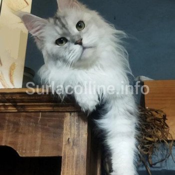 YONA Femelle Maine coon