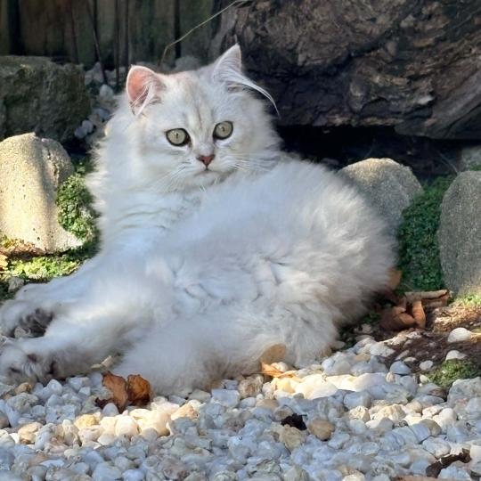 chaton Highland Fold chocolate silver tabby BIZH DE BREIZH Chatterie Da Viken chocolate silver tabby