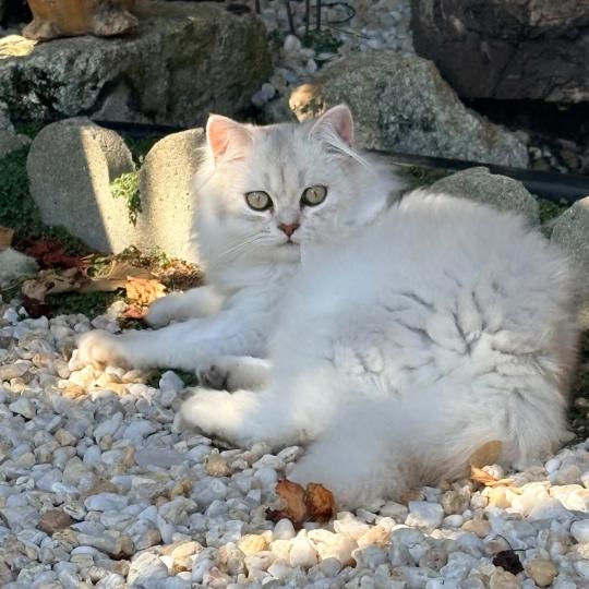 chaton Highland Fold chocolate silver tabby BIZH DE BREIZH Chatterie Da Viken chocolate silver tabby