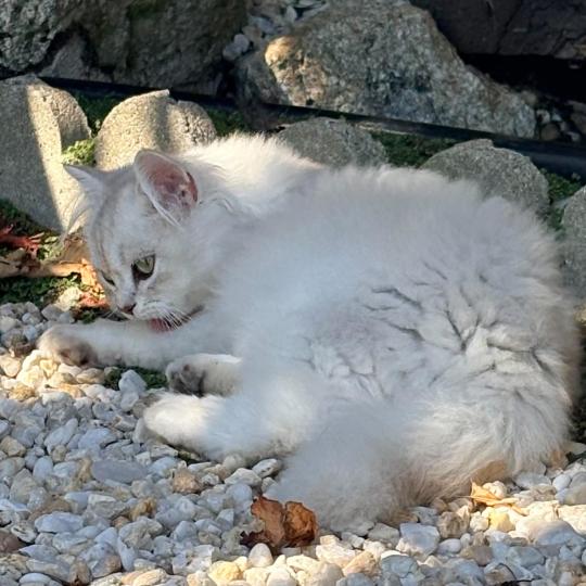 chaton Highland Fold chocolate silver tabby BIZH DE BREIZH Chatterie Da Viken chocolate silver tabby