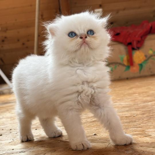 chaton Highland Straight chocolate silver ticked tabby Bevet Breizh Chatterie Da Viken chocolate silver ticked tabby