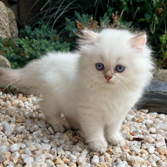 chaton Highland Straight chocolate golden point Byzance Chatterie Da Viken chocolate golden point