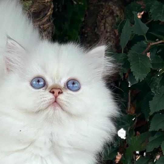 chaton Highland Straight chocolate golden point Byzance Chatterie Da Viken chocolate golden point