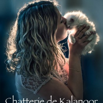 Chatterie de Kalanoor