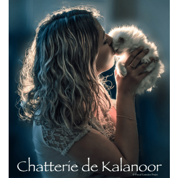 Chatterie de Kalanoor