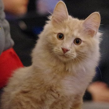 Chatons à Vendre En Bretagne Annonces De Chats à Adopter