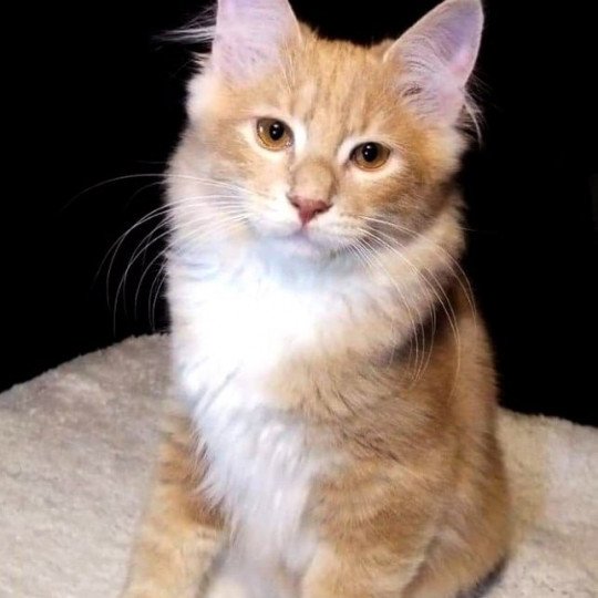 Chat De Race Kurilian Bobtail Longhair à Vendre Ou