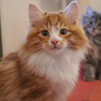 Chats Roux A Vendre Chat Et Chaton Com