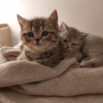 Chaton A Vendre Belgique Chat Et Chaton Com