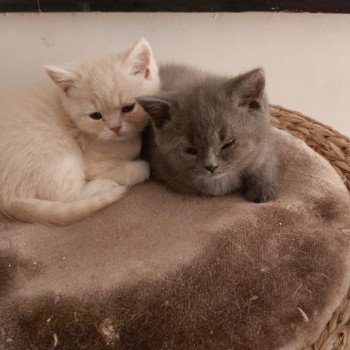 Chaton A Vendre Belgique Chat Et Chaton Com Chaton A Vendre Belgique Chat Et Chaton Com