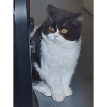 Chatterie De L Eclipse Elevage De Chat British Longhair Highland