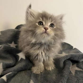 Collier noir de l'Ovilloise Femelle Sibérien