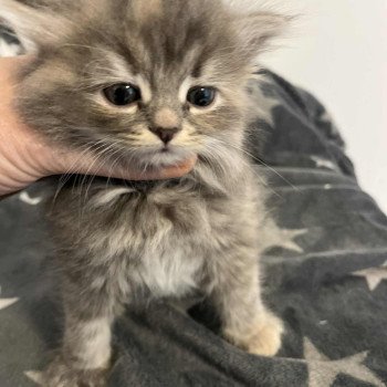 collier violet de l'Ovilloise Femelle Sibérien