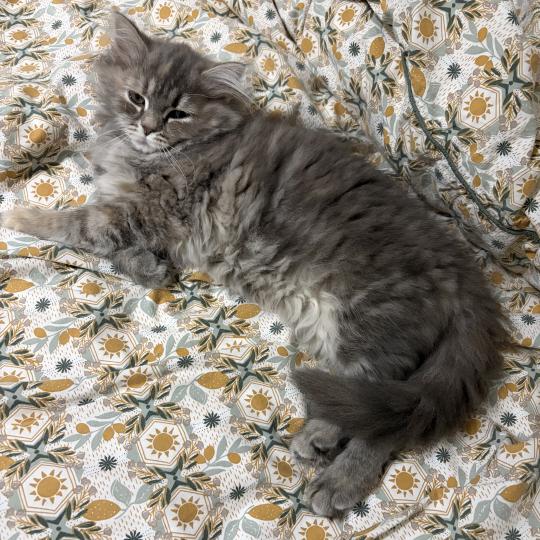 chaton Sibérien blue tortie tabby Nevada Elevage chats sibériens Chatterie Ovilloise - Comportementaliste félin blue tortie tabby